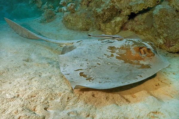 Cowtail stingray