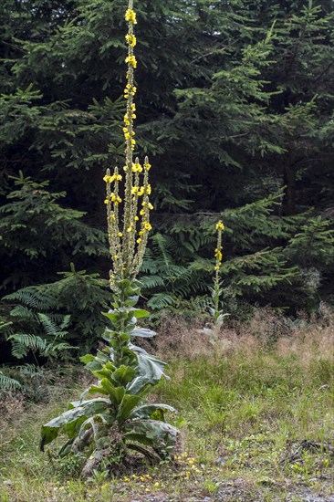 Great mullein