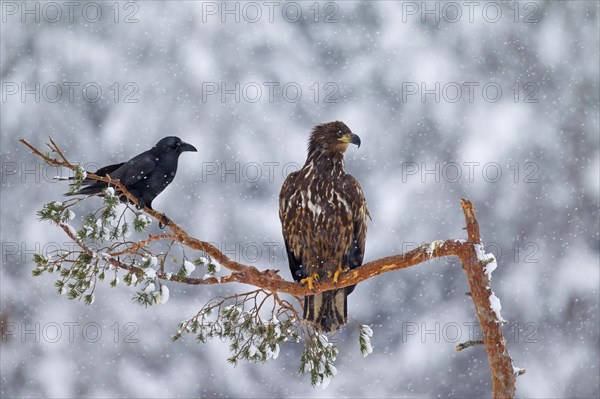 White-tailed eagle