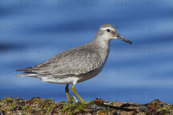 Red red knot