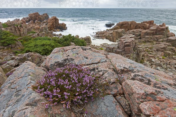 Common common heather