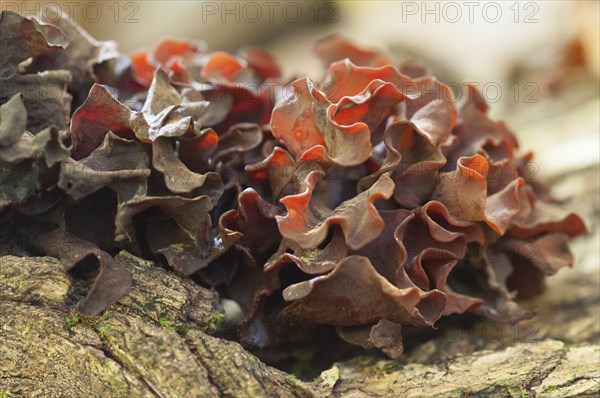 Leafy trembler