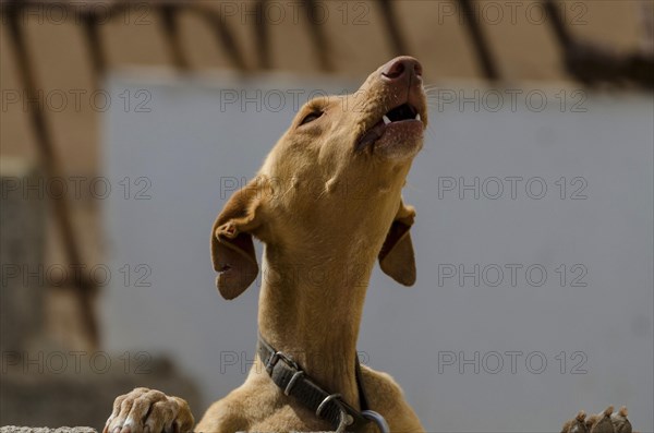 Podenco Canario