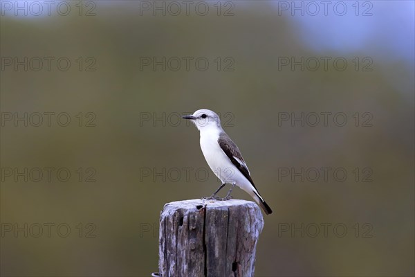 White-rumped monjita