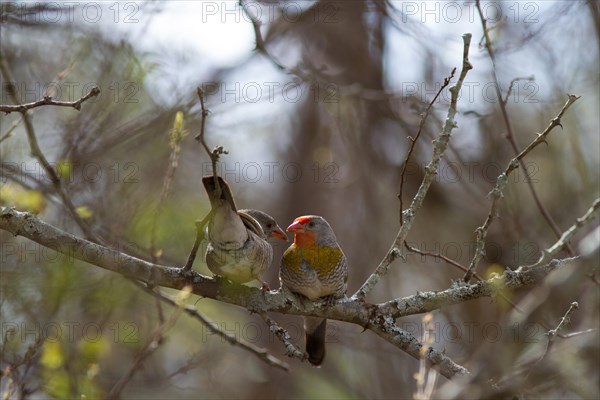 Green-winged Pytilia