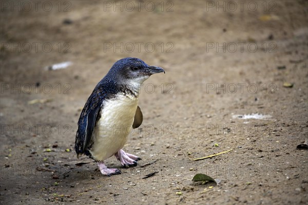 Little penguin