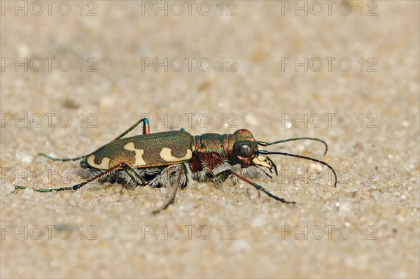 Dune Sand Beetle