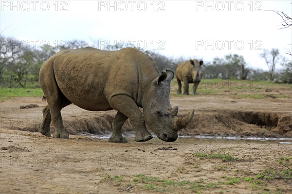 White rhinoceros