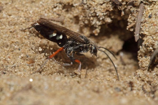 Red-legged spider wasp