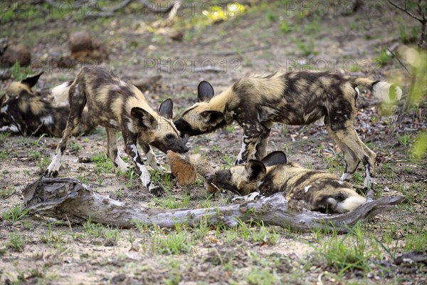 African wild dog