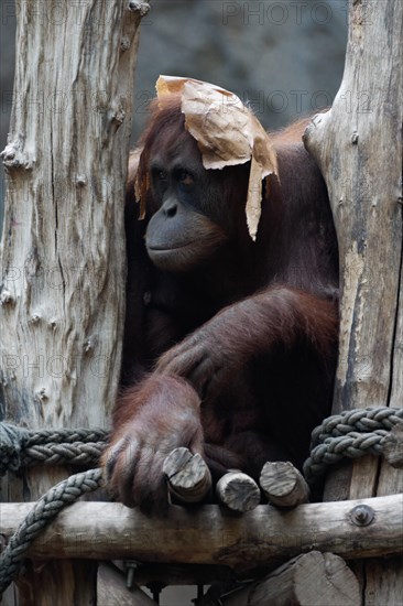 Sumatran orangutan