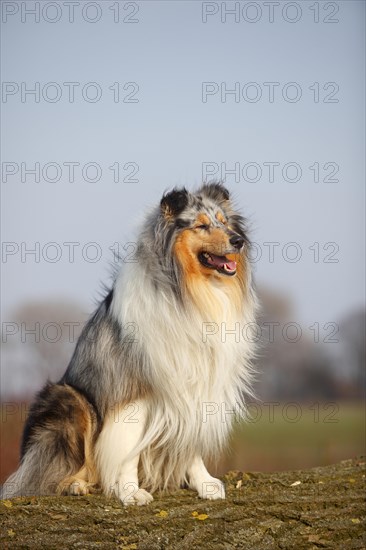 Scottish shepherd dog