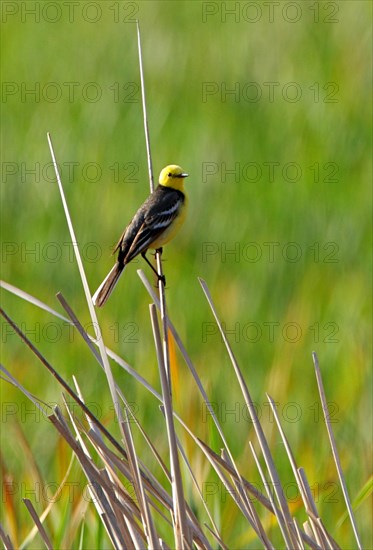 Citrine Wagtail