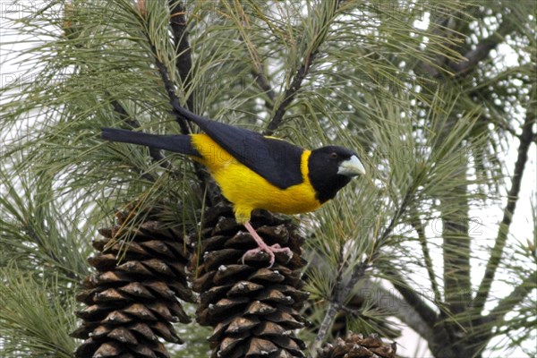 Collared Grosbeak