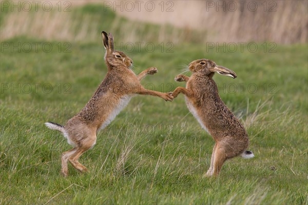 European Hare