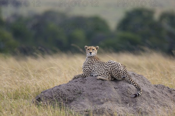 Acinonyx jubatus fearsoni