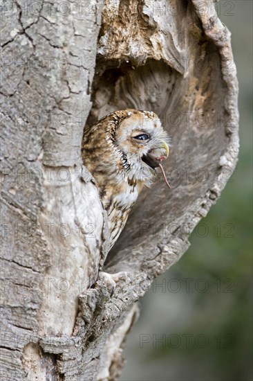 Tawny owl