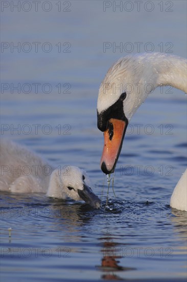 Mute Swan