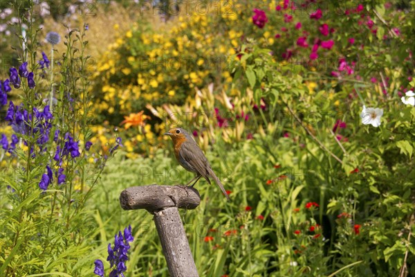 European Robin