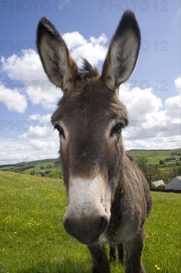 Donkey