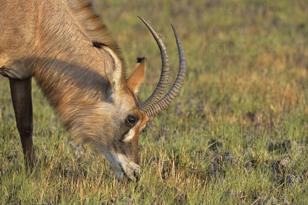 Roan Antelope