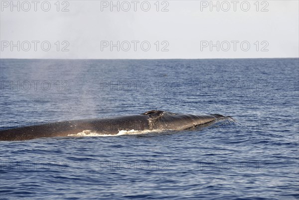 Sei Whale