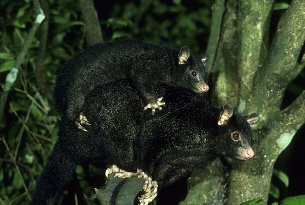 Short-eared possum