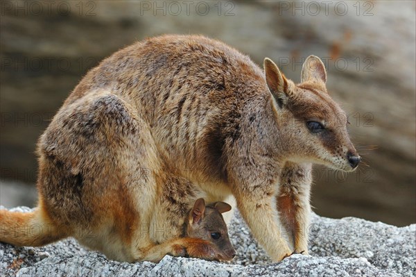 Mareeba Rock Wallaby