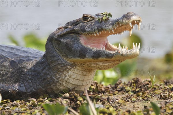 Paraguayan yacare caiman