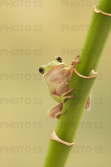 Karolina Treefrog