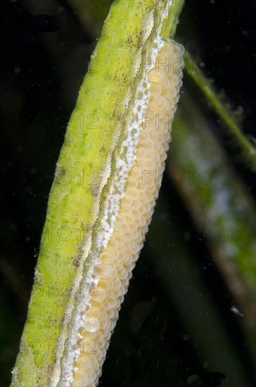 Triangular pipefish