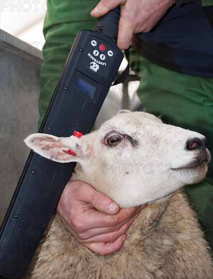 Sheep farming