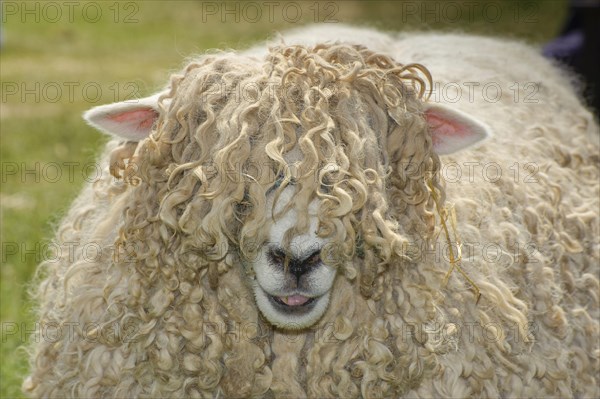 Domestic Sheep