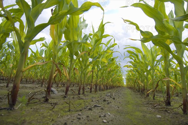 Corn