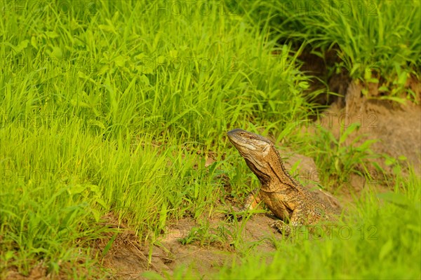 Rock Monitor