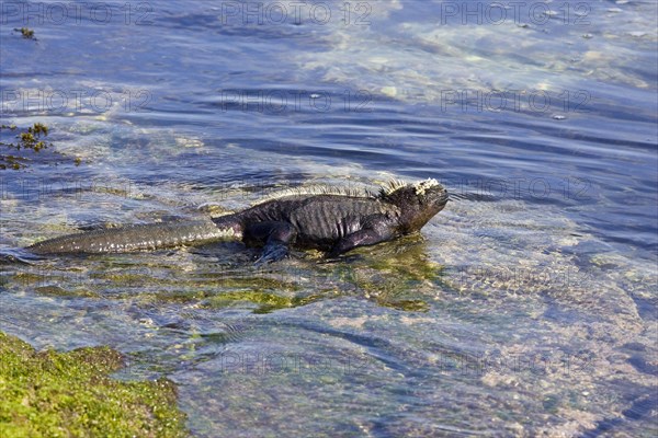 Marine Iguana