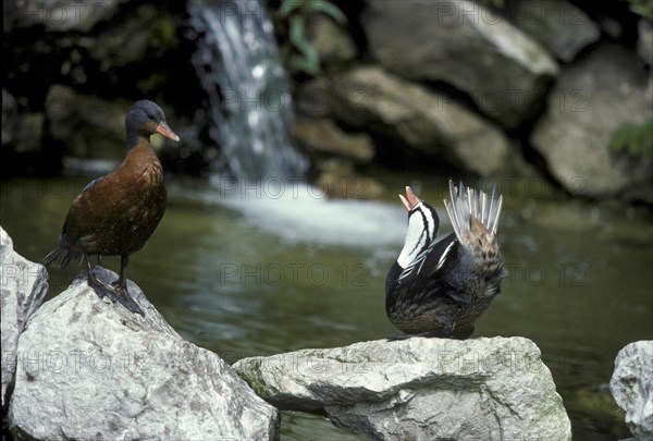 Torrent duck