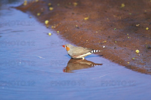 Zebra Finch