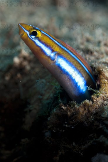 Bluestriped fangblenny