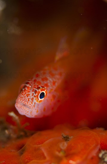 Coral Goby