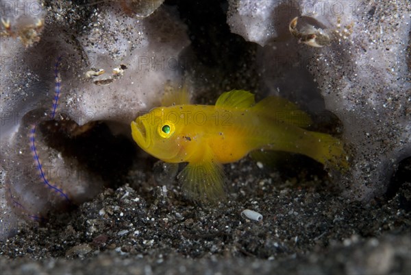 Ornate Slippery Goby