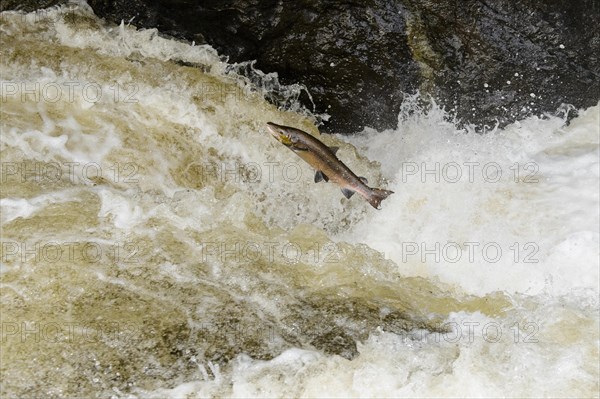 Adult atlantic salmon