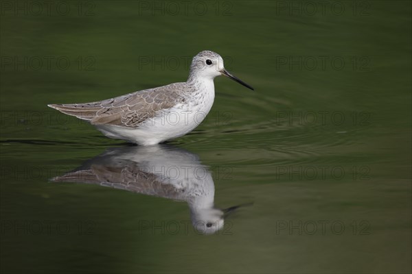 Marsh Sandpiper