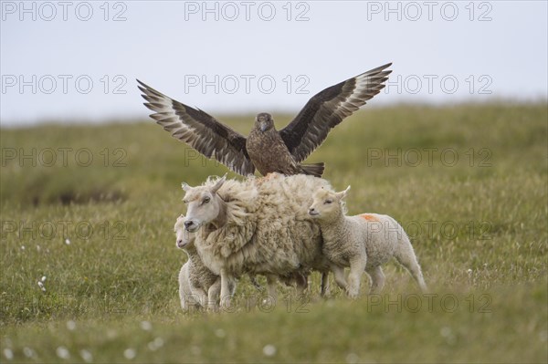 Great skua