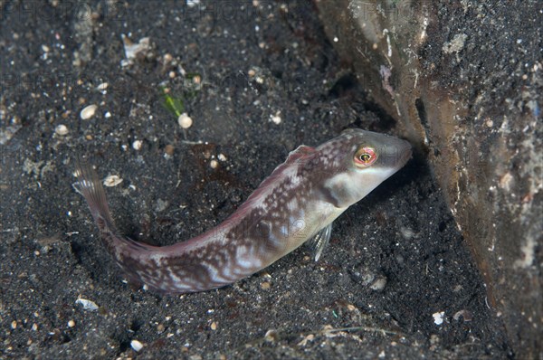 Razor Wrasse