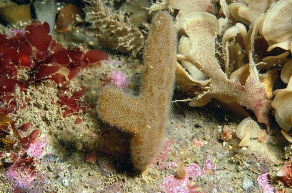 Finger Bryozoan