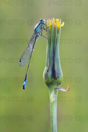 Blue-tailed Damselfly