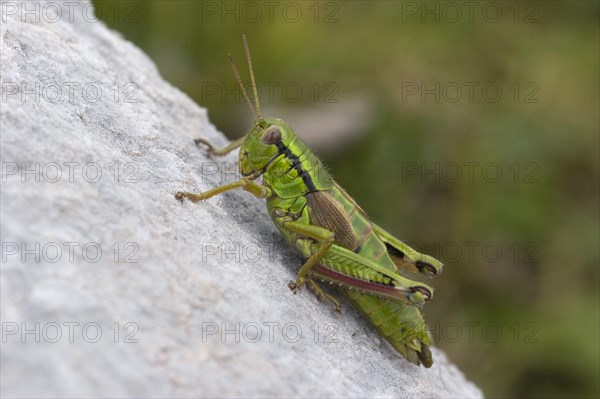 Alpine mountain grasshopper