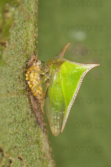 Treehopper