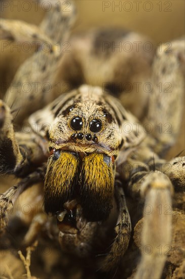 Black-bellied tarantula